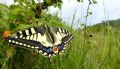 Papilio machaon